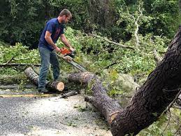 Best Emergency Tree Removal Services  in Fayette, LA