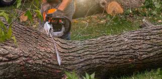 Best Residential Tree Removal  in Fayette, LA