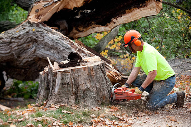 Best Commercial Tree Removal  in Fayette, LA