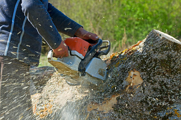 Best Tree Planting Services  in Fayette, LA